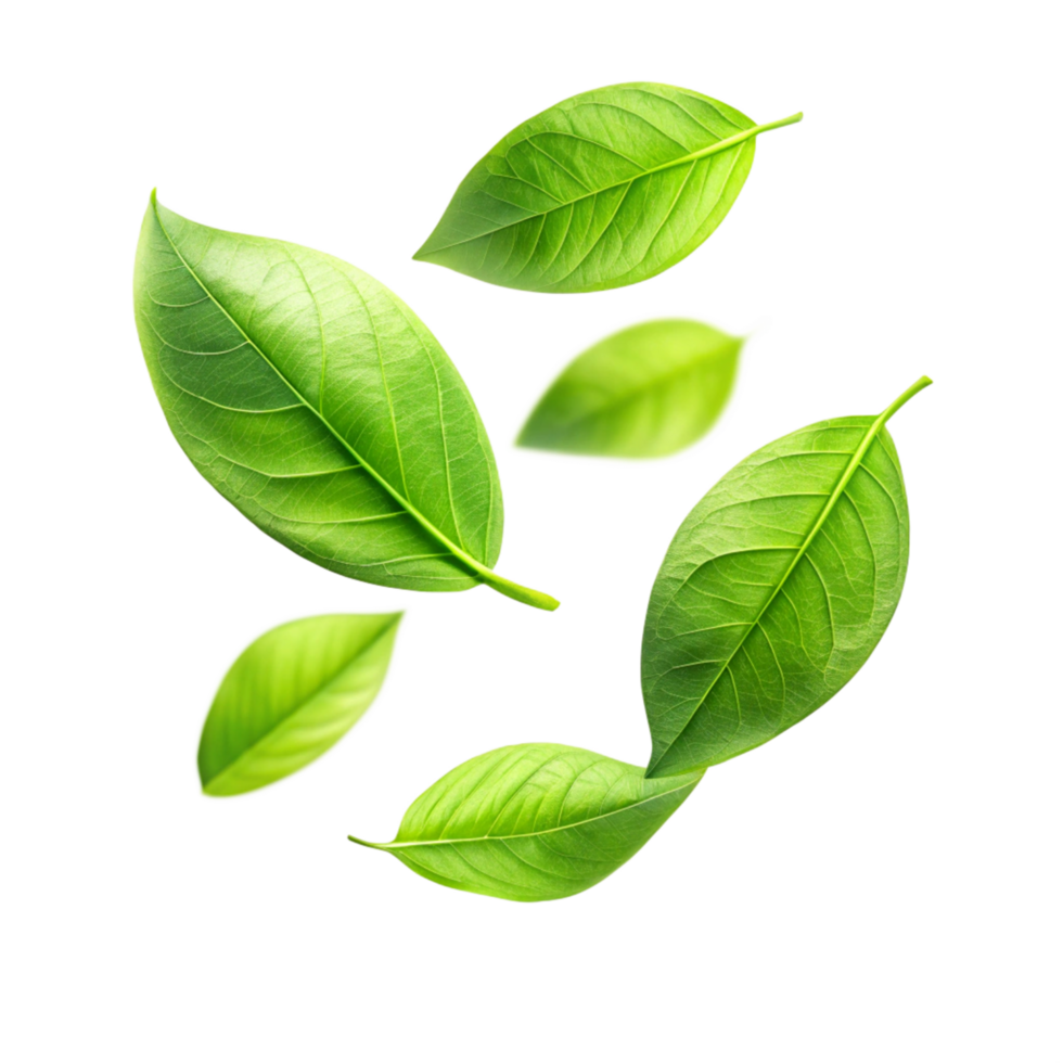 Vibrant Green Leaves Floating on Black Background A Stunning Display of Nature's Beauty png