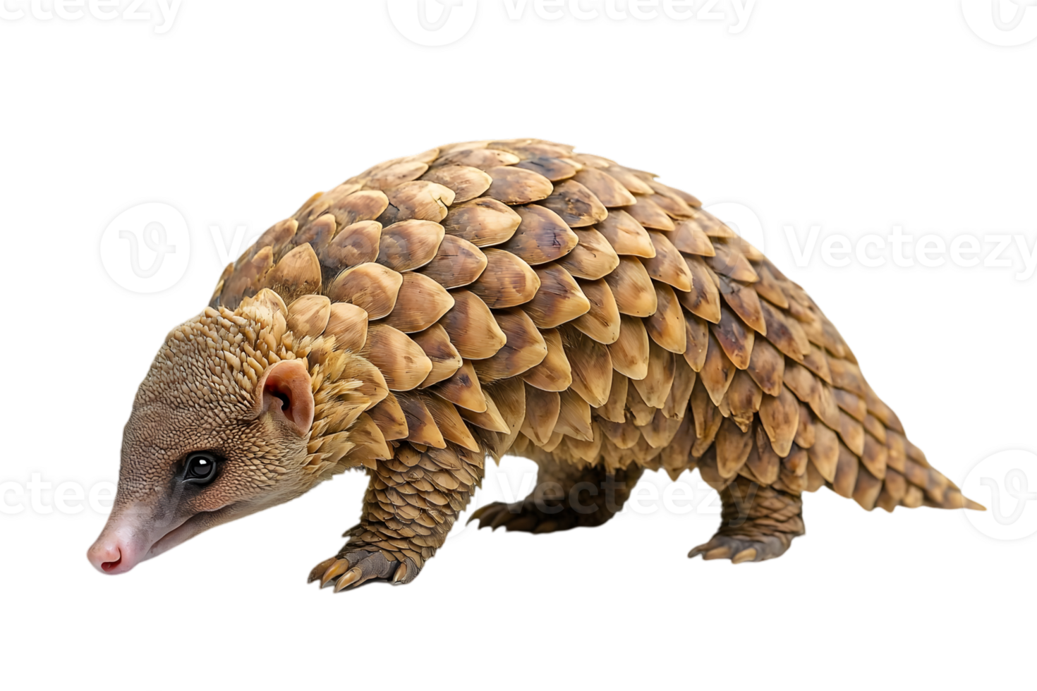 Pangolin Profile Against on isolated transparent Background png