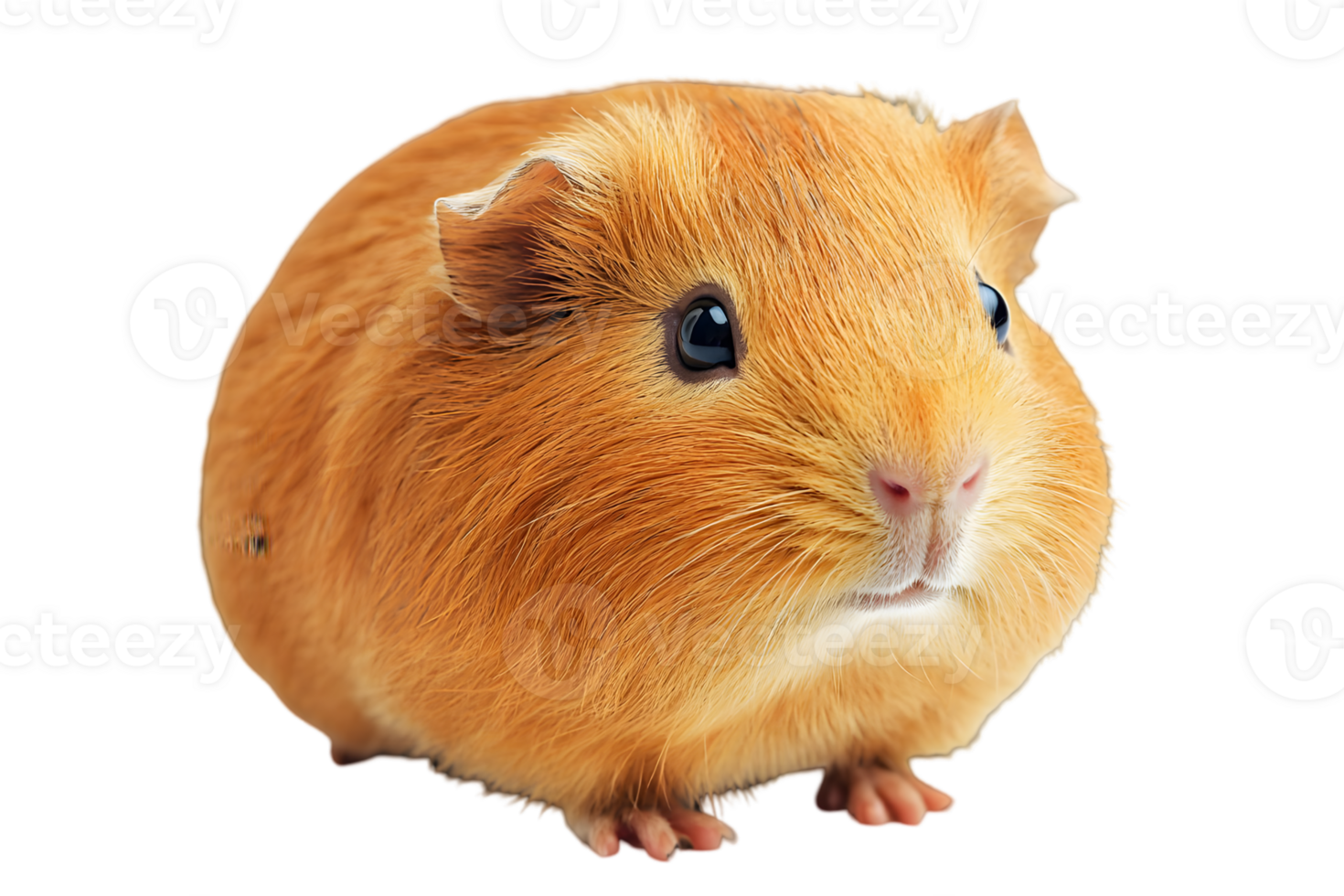 Orange Guinea Pig Closeup Portrait png