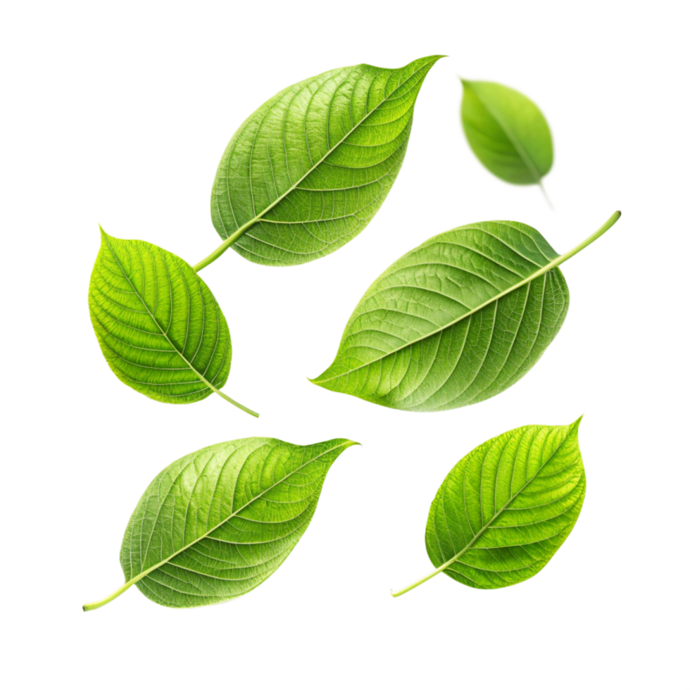 Collection of vibrant green leaves isolated on a black background showing intricate details of leaf veins and textures png