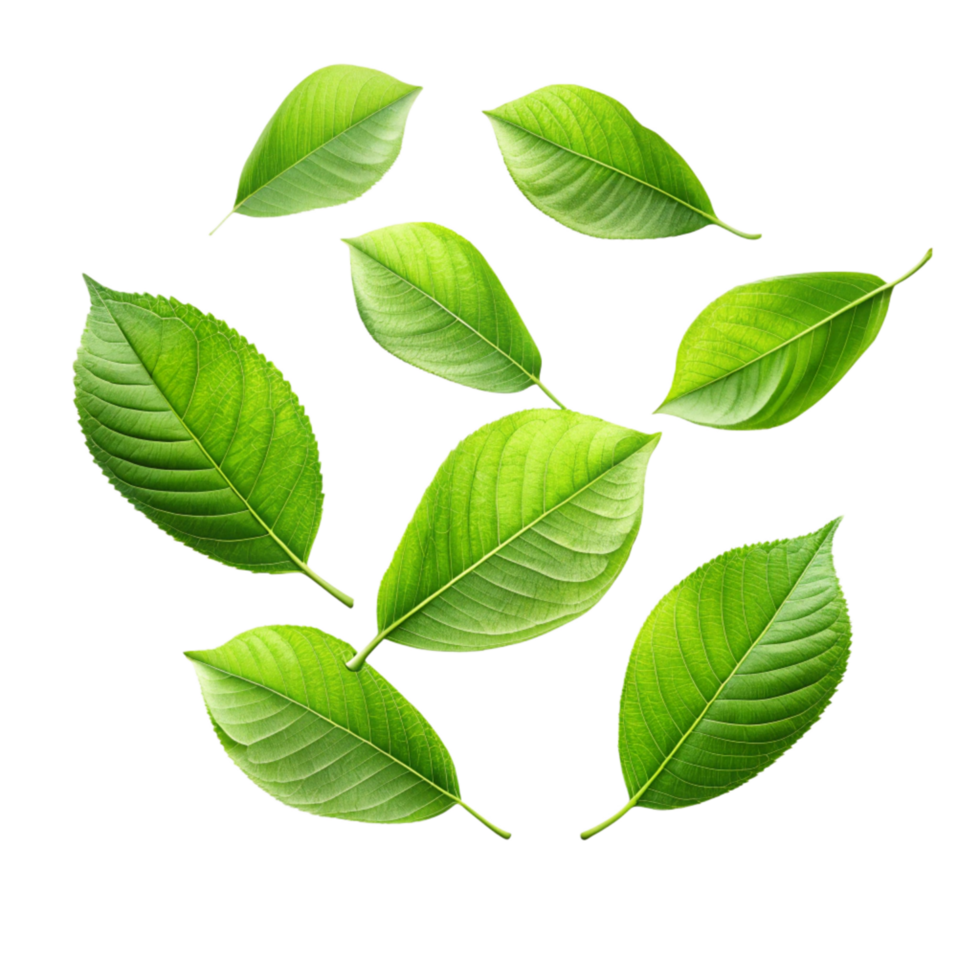 Collection of vibrant green leaves isolated on black background showing intricate leaf details and natural textures png