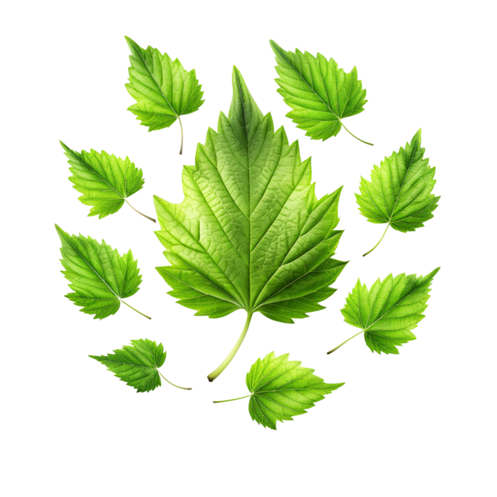 Vibrant Green Leaves Collection Isolated on Black Background Botanical Illustration png