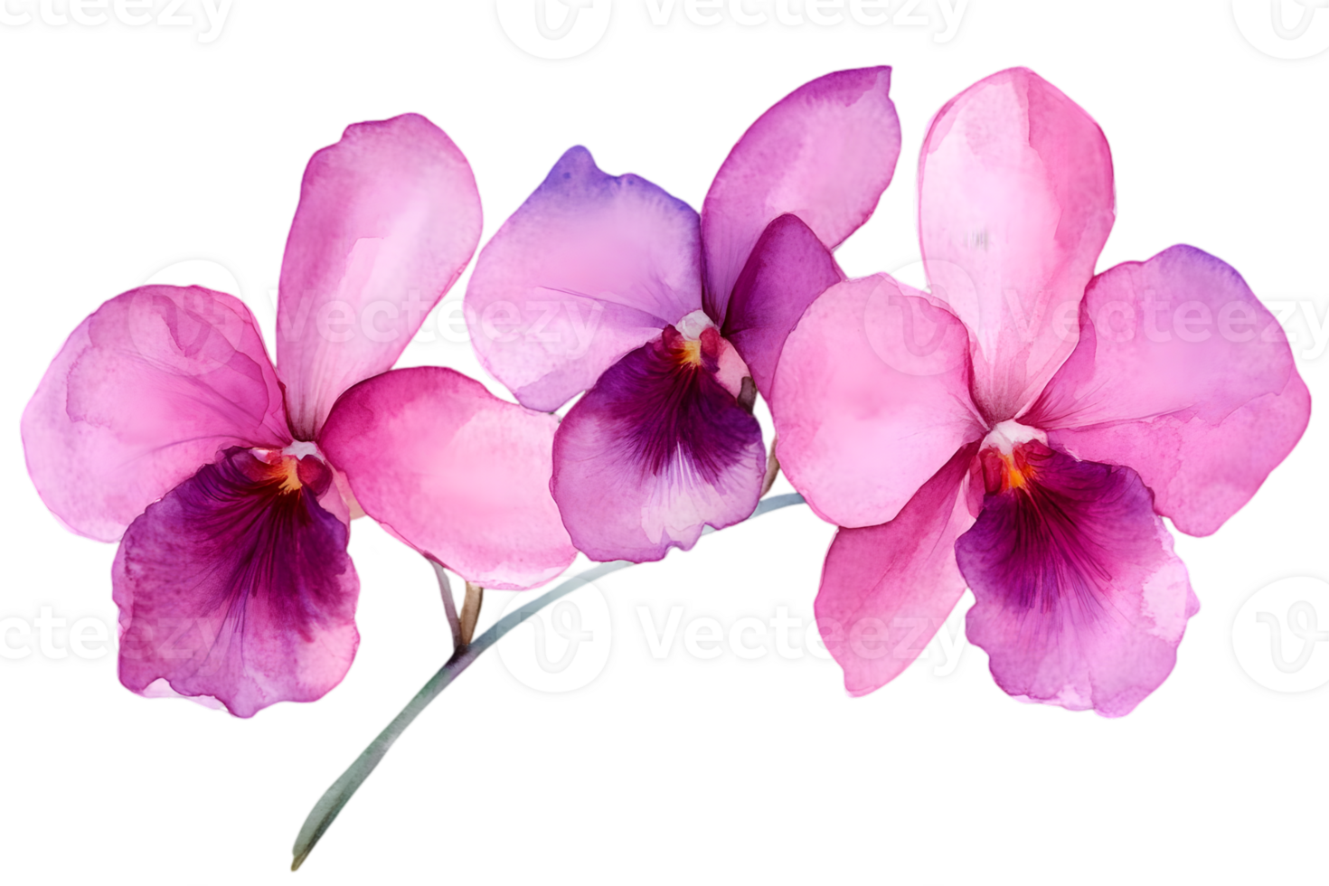 Pink And Purple Watercolor Orchids png