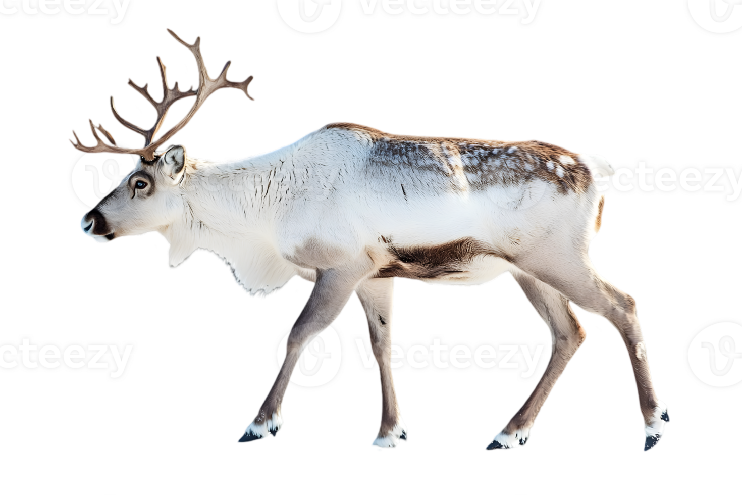 Profile View Of A White Caribou With Brown Spots png