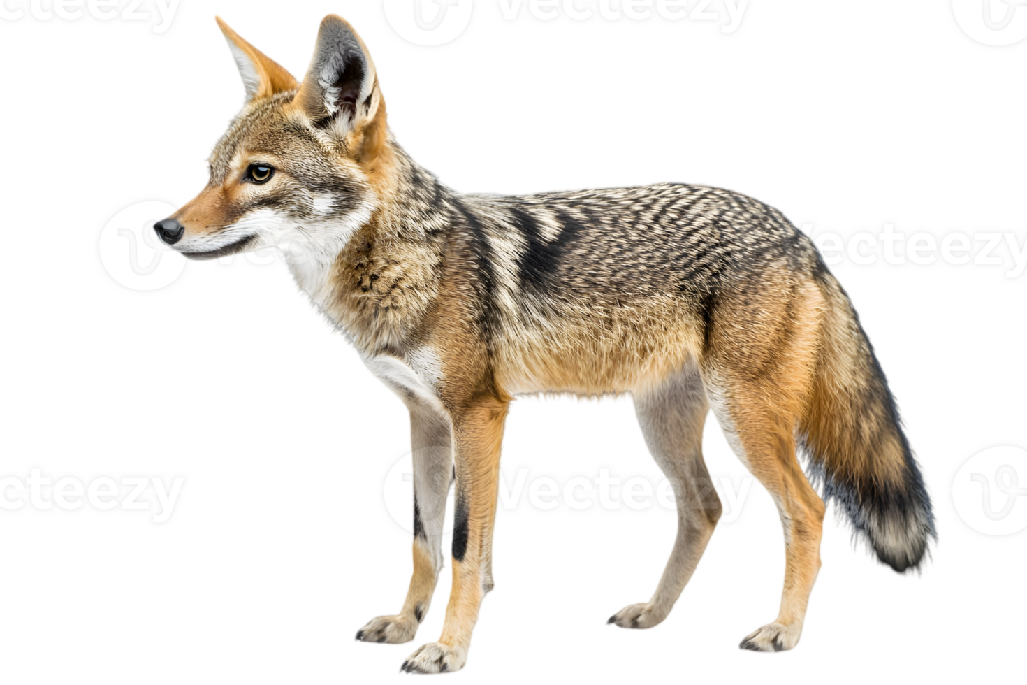 Profile View Of Golden Jackal png