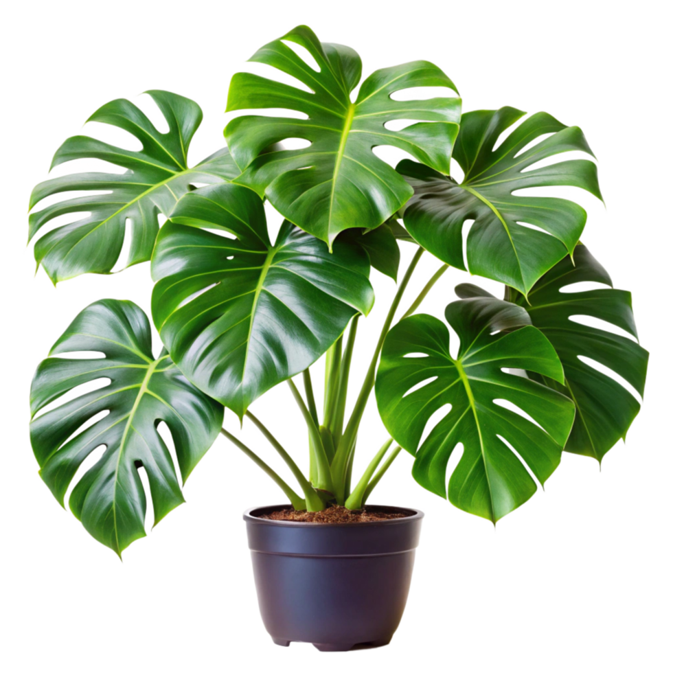 Lush Green Monstera Deliciosa Houseplant in a Dark Pot on Black Background png
