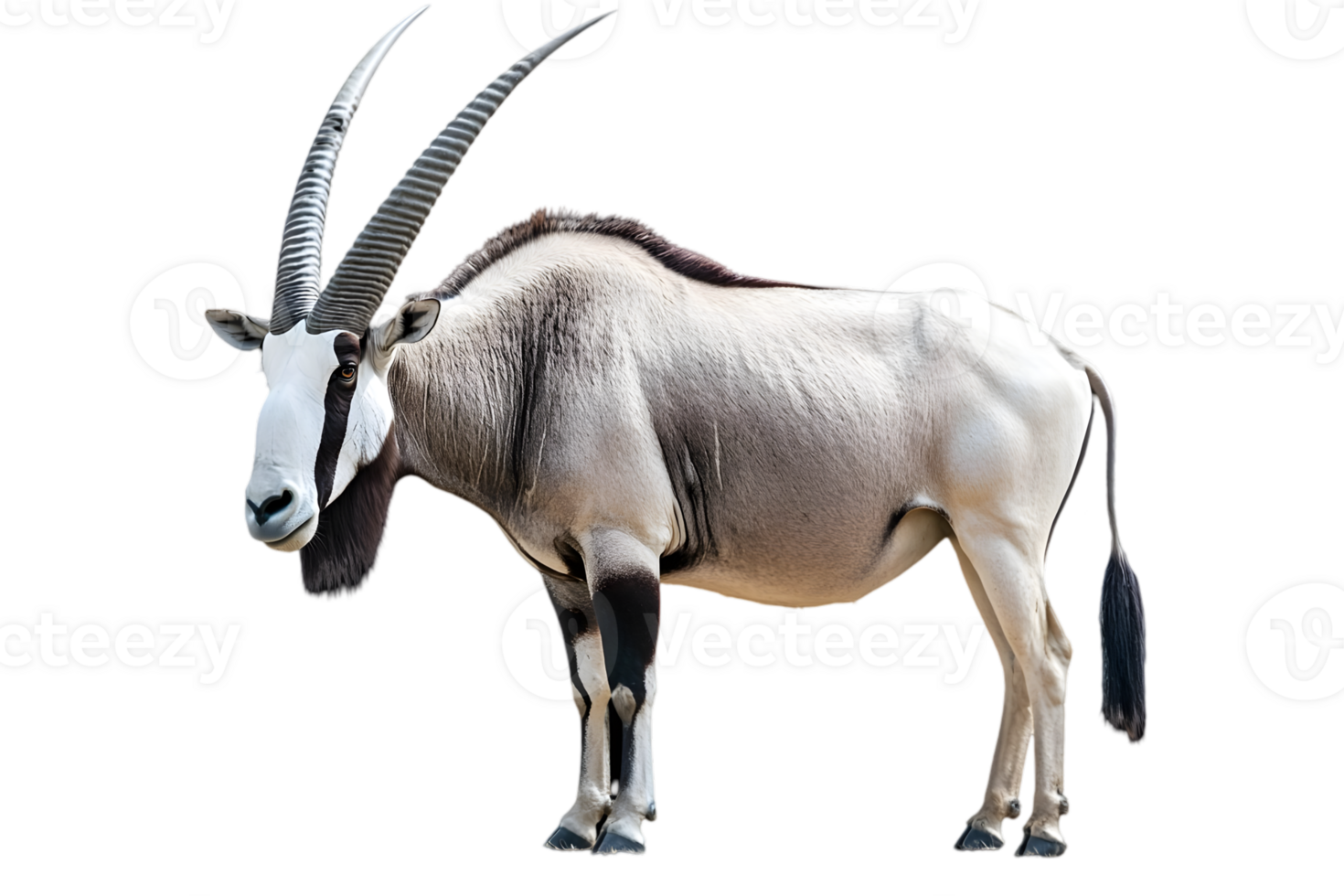 Side View Of A Roan Antelope With Horns png
