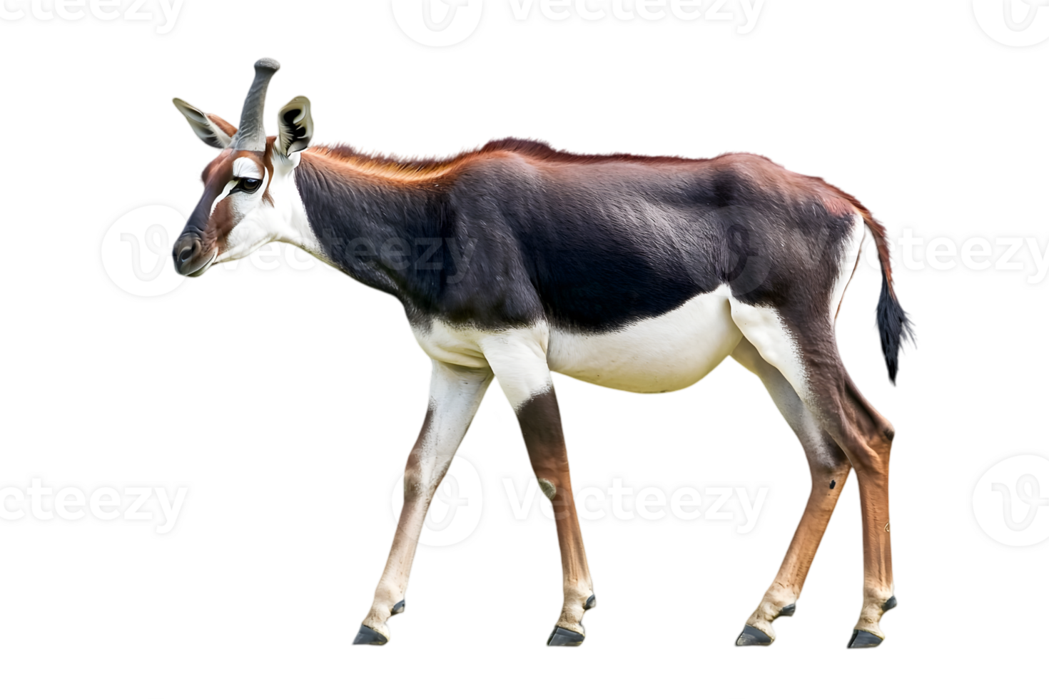 Side View Of A Walking Antelope png