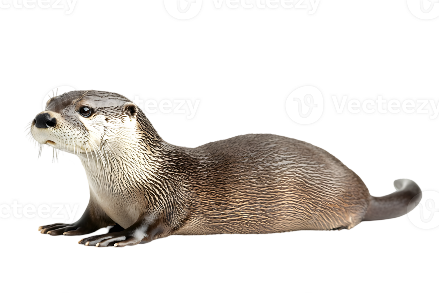 Side View Of Young Otter Lying On Black Background png