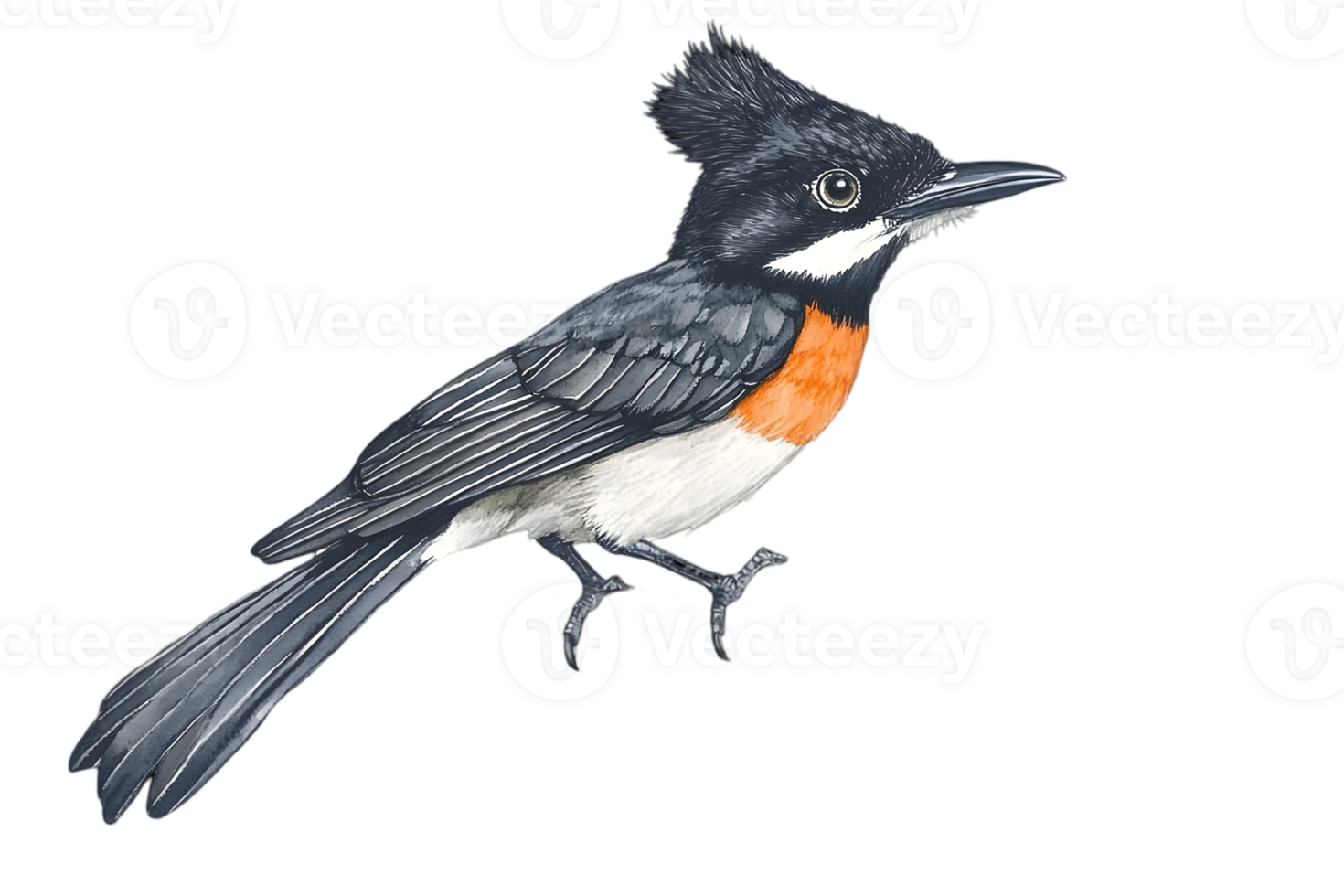 Side View Of Colorful Bird With Black Grey White And Orange Colors On Dark Background png
