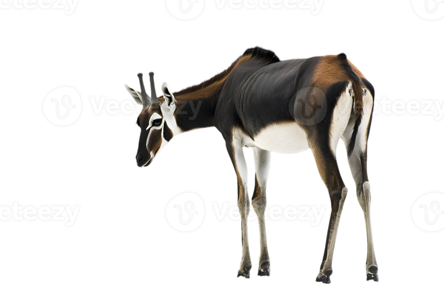 Side View Of Antelope With Black And Brown Spots png