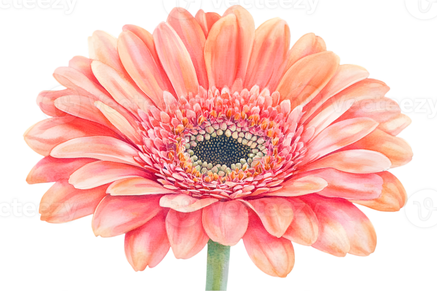 Single Peachy Pink Gerbera Flower Close Up png