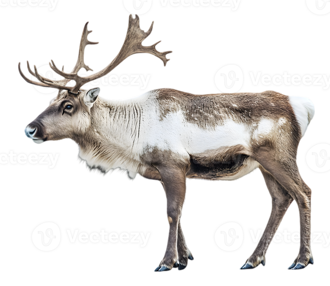Reindeer Profile Against Transparent Background png