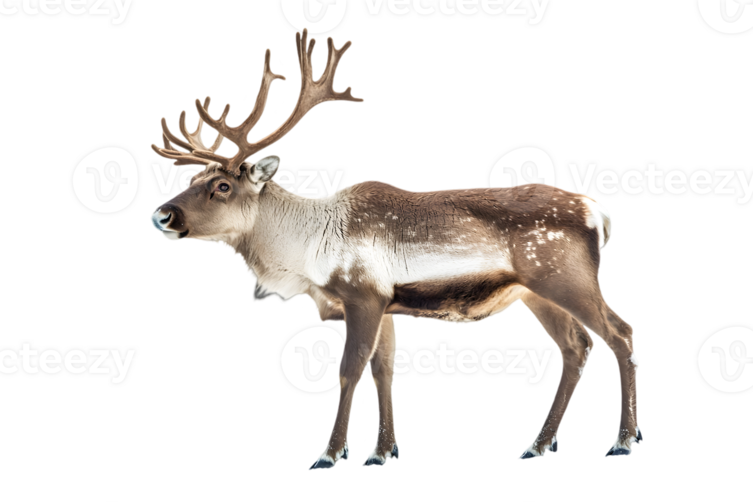 Reindeer Profile with Transparent Background png