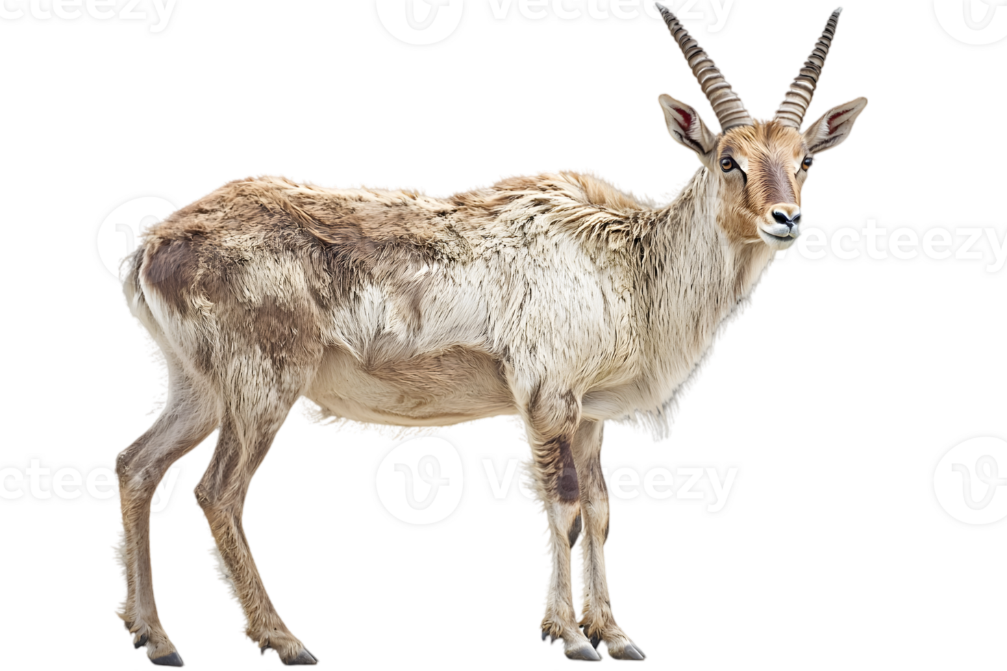 Spotted Antelope Portrait png