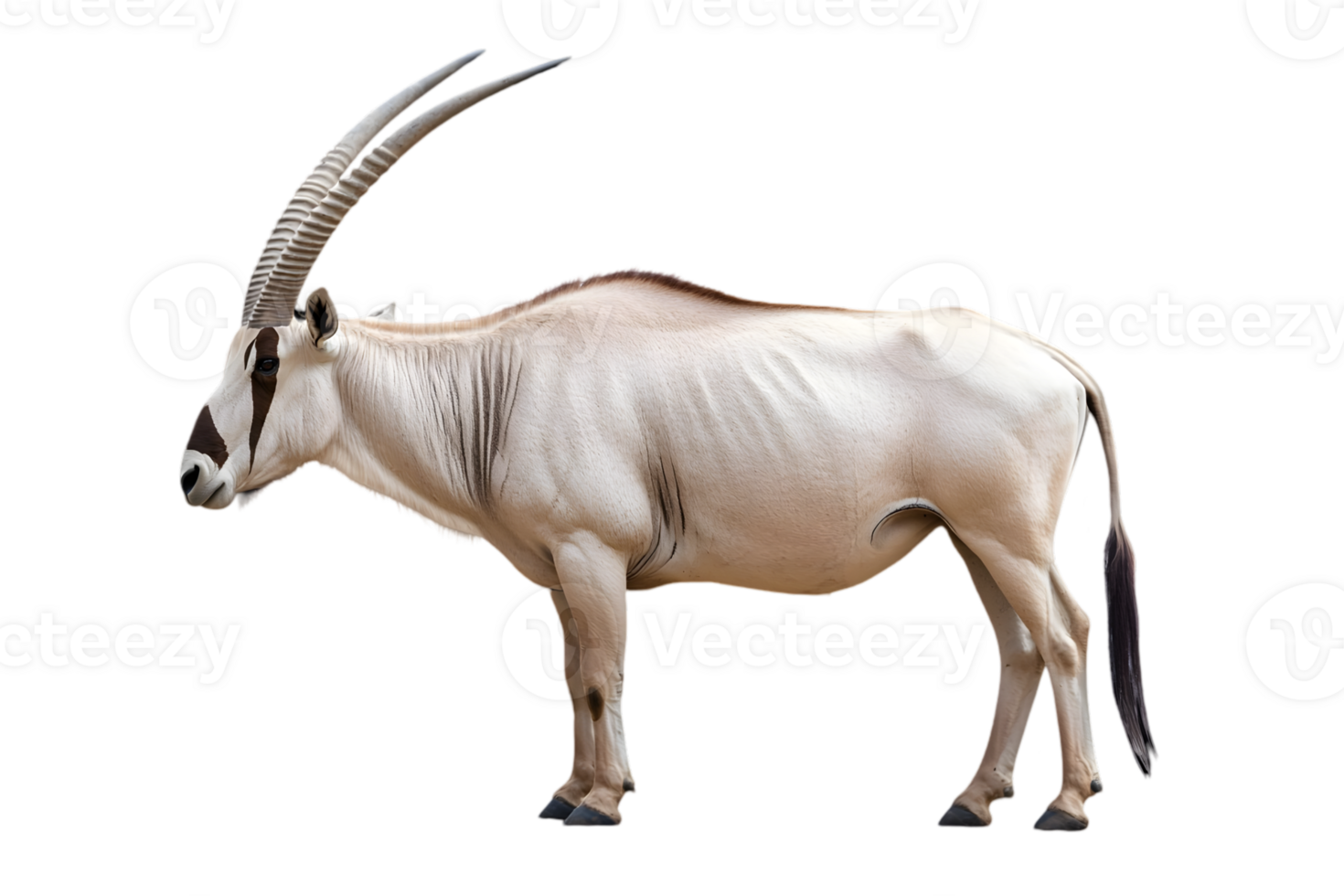 Side View Of A Light Beige Antelope With Dark Brown Spots png