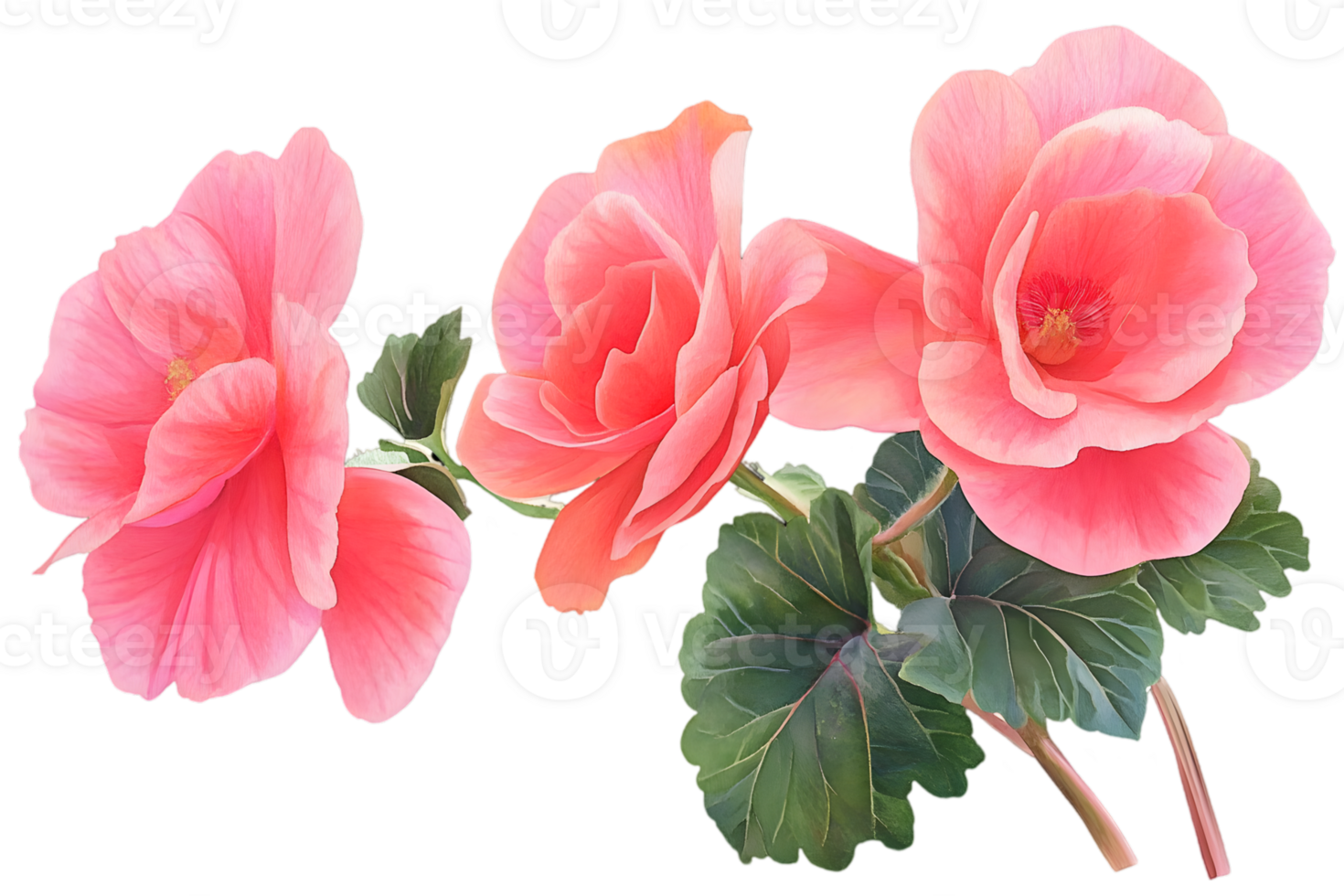 Three Delicate Pink Begonias png