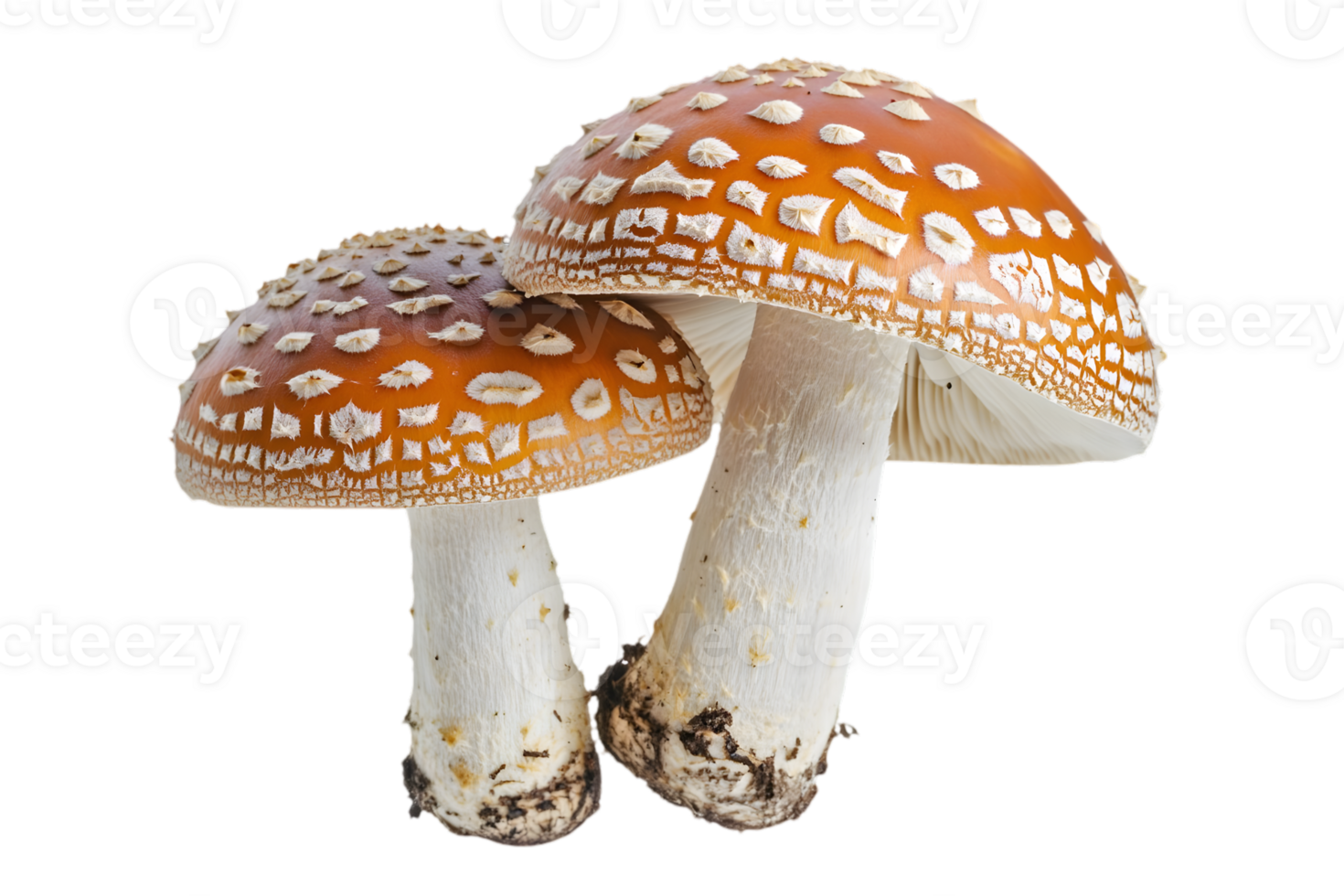 Three Wild Mushrooms Close-Up png