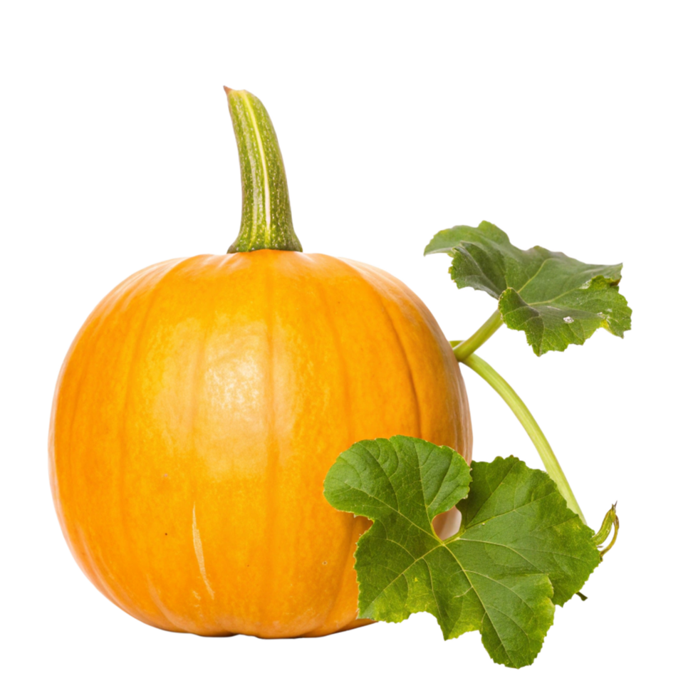 A vibrant orange pumpkin with its green leaves isolated on a black background png