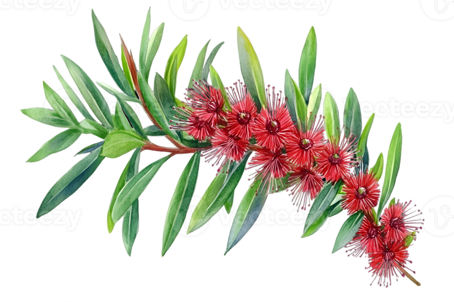 Vibrant Red Flowers On Branch with Transparent png