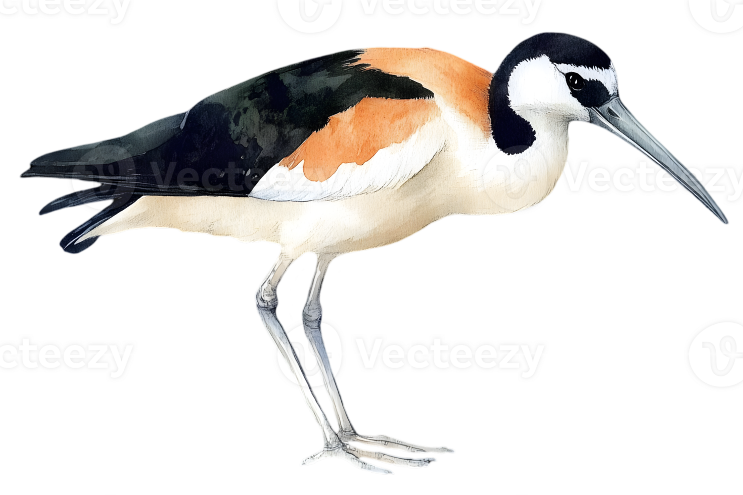 Watercolor Illustration Of A Bird With Orange And White Colors png