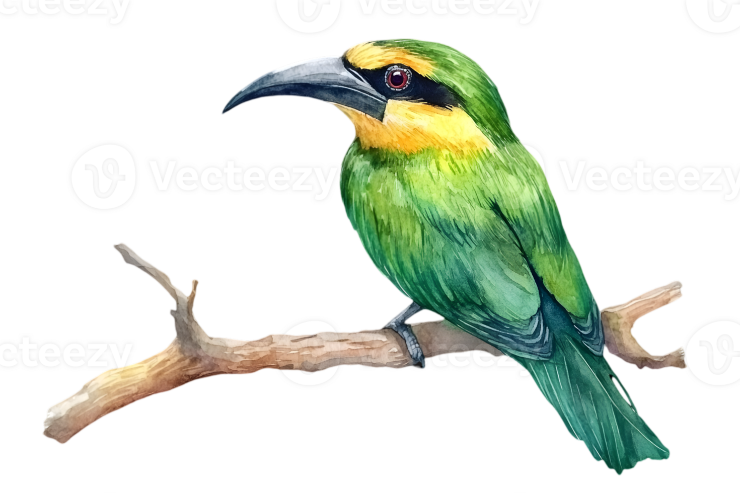 Watercolor Illustration Of A Colorful Bird On Branch png