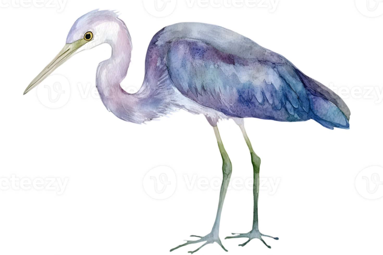 Watercolor Illustration Of A Heron png
