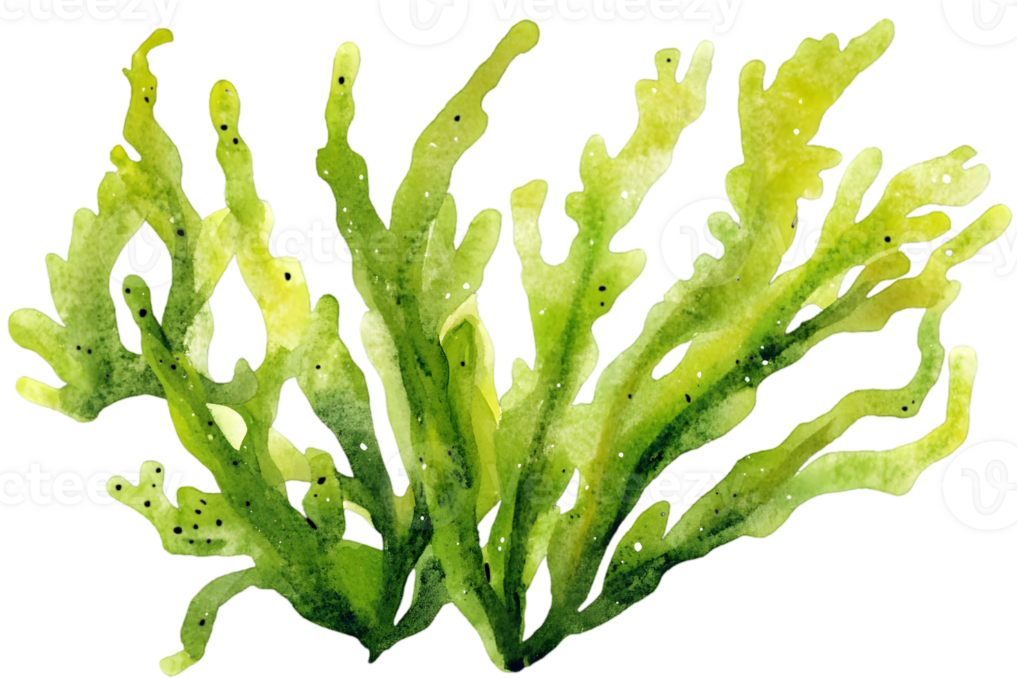 Watercolor Illustration Of Seaweed png