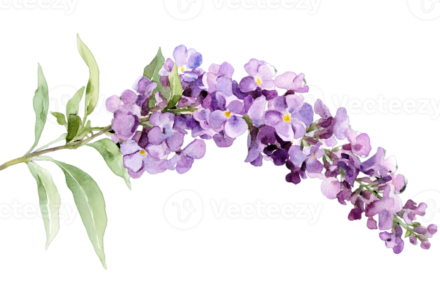 Watercolor Purple Lilac Flower Branch png