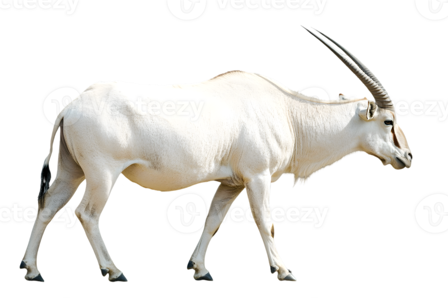 White Antelope Profile View png