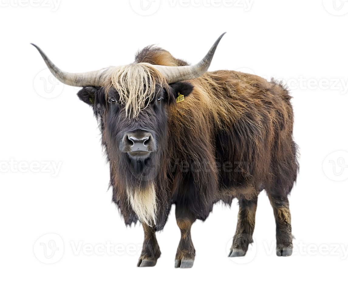 Yak Portrait Against Dark Background png