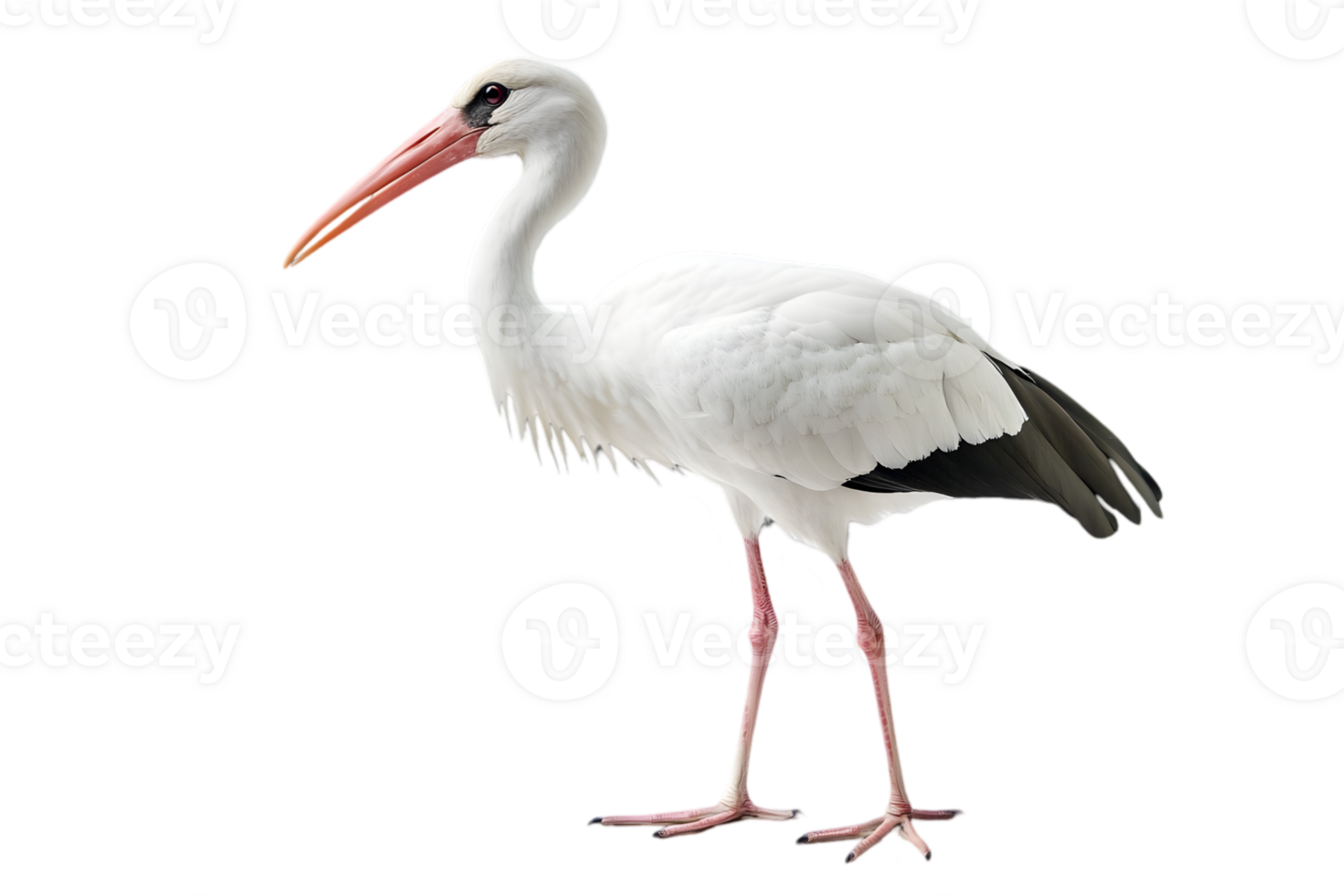 Majestic White Stork with Long Red Beak Standing on a Transparent Background in Side Profile with Detailed Feather Texture and Elegant Posture png