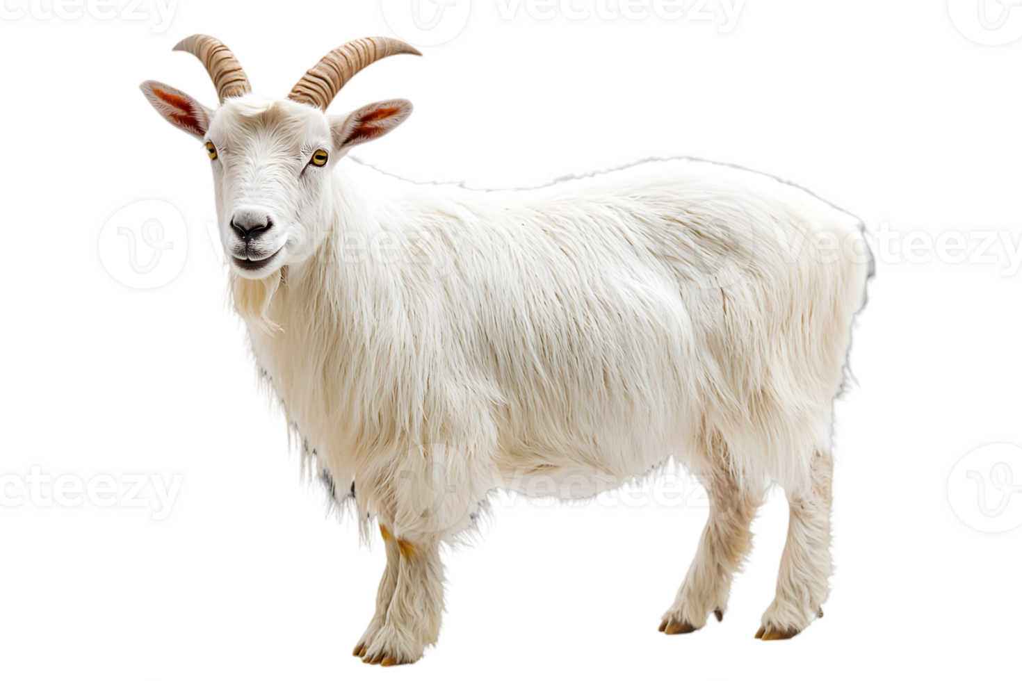 Majestic White Mountain Goat Standing Tall with Horns on Transparent Background in a Striking Animal Portrait Isolated and Free of People png