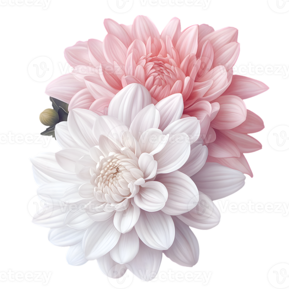 Pair of Soft Pink and White Dahlias with Detailed Petals on Transparent Background png