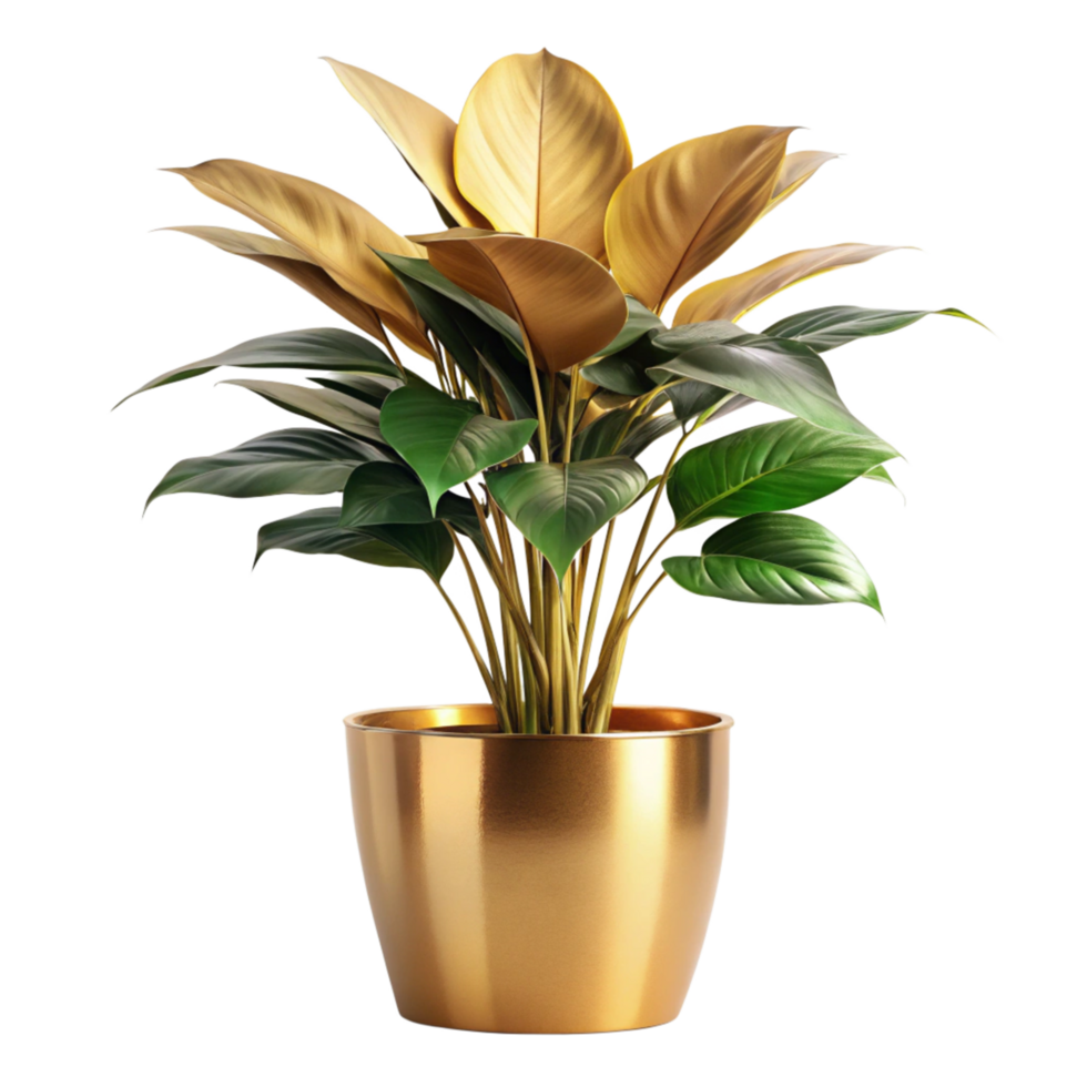 Stunning Golden Leaf Plant in Elegant Gold Pot A Luxurious Houseplant for Modern Decor png