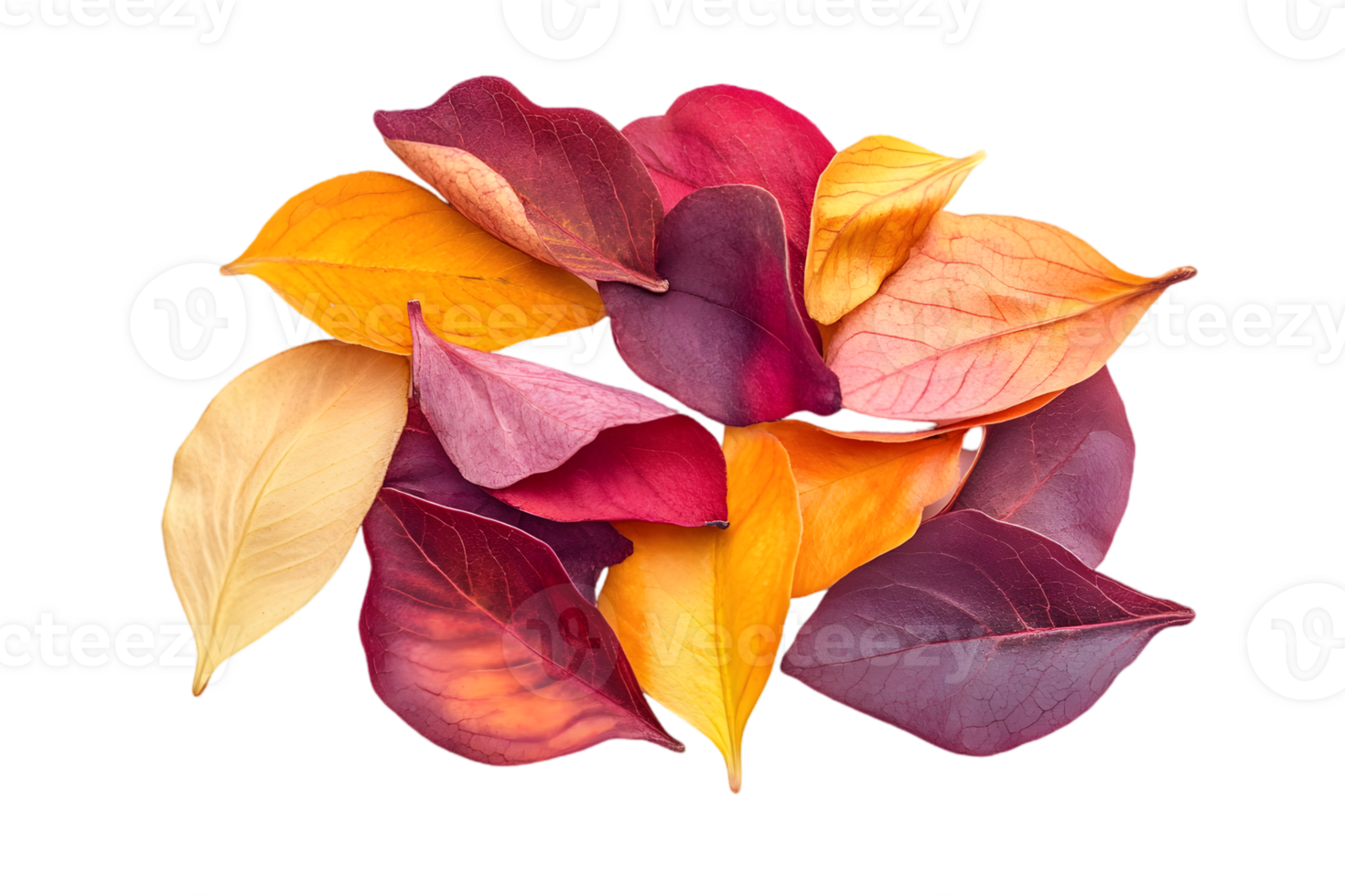 Pile of Multicolored Autumn Leaves in Yellow Red Maroon and Orange on a Transparent Background png