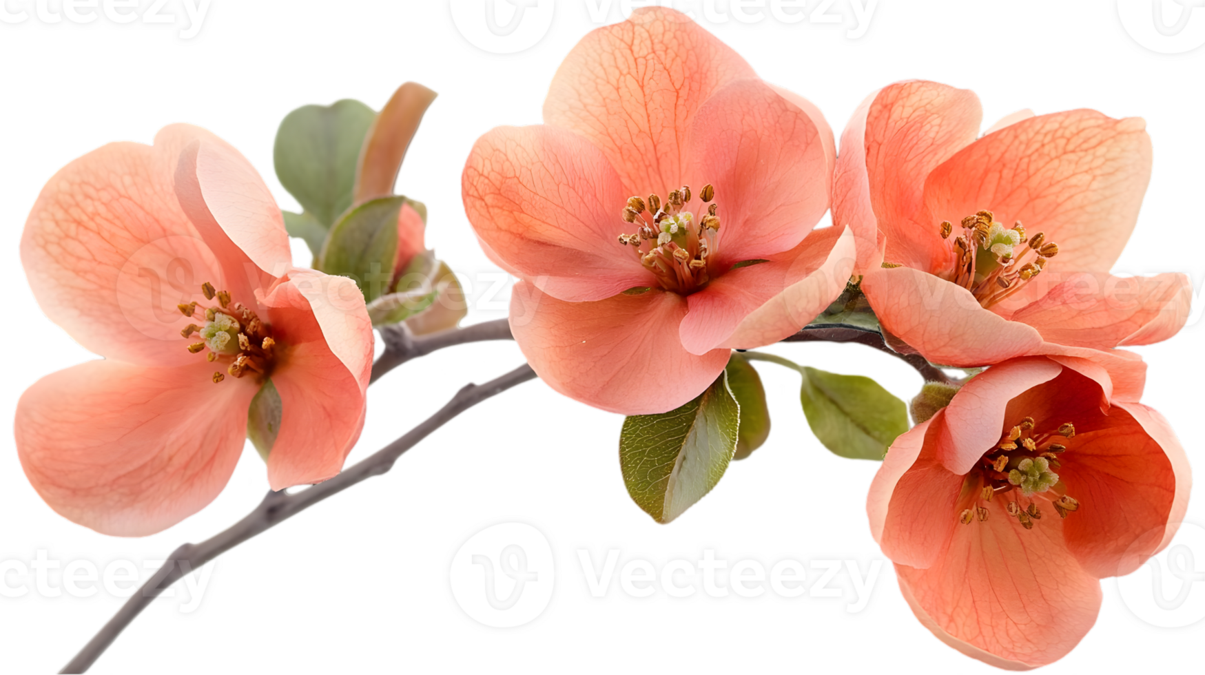 Peach Color Blossom Flower Branch Isolated On Transparent Background In Spring Season png