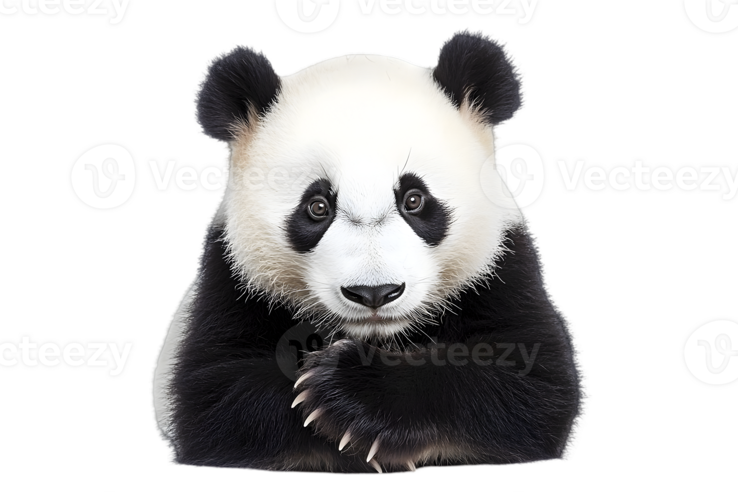 Portrait of a Cute Giant Panda Bear with Black and White Fur Isolated on Transparent Background Gentle Expression Claws Visible png
