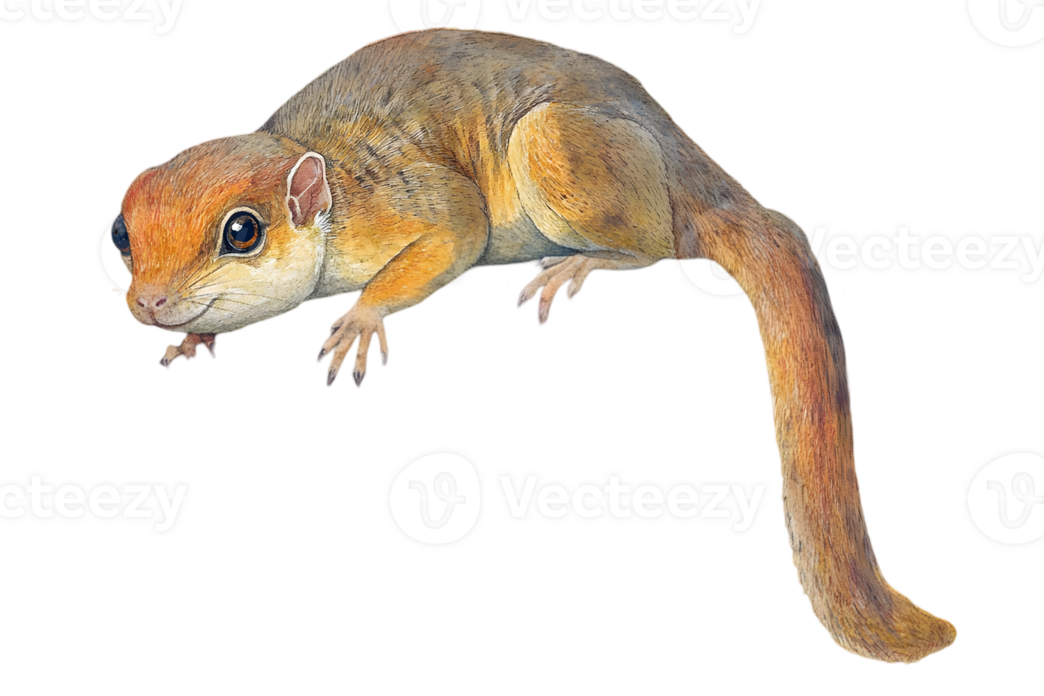 Portrait of a Small European Dormouse Rodent on Transparent Background with Detailed Fur Texture png
