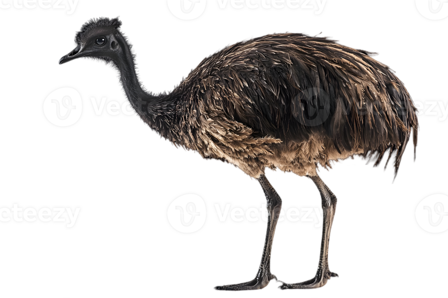 Portrait of a Young Emu Isolated on Black Background Featuring Detailed Feathers and a Flightless Bird with Australian Wildlife Characteristics png