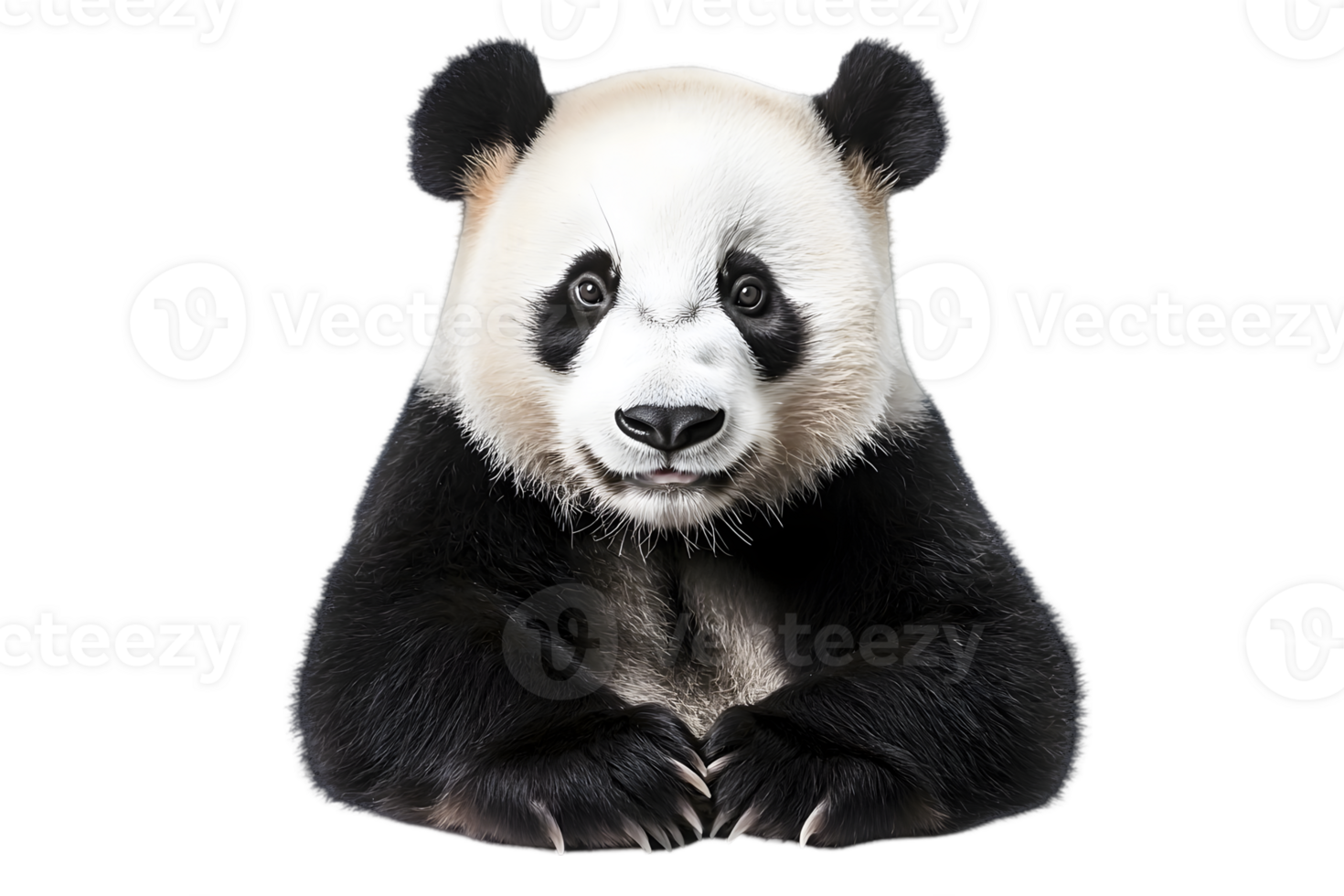 Portrait of a Panda Bear Sitting with Crossed Paws Isolated on Transparent Background Wildlife Theme and Black and White Fur png
