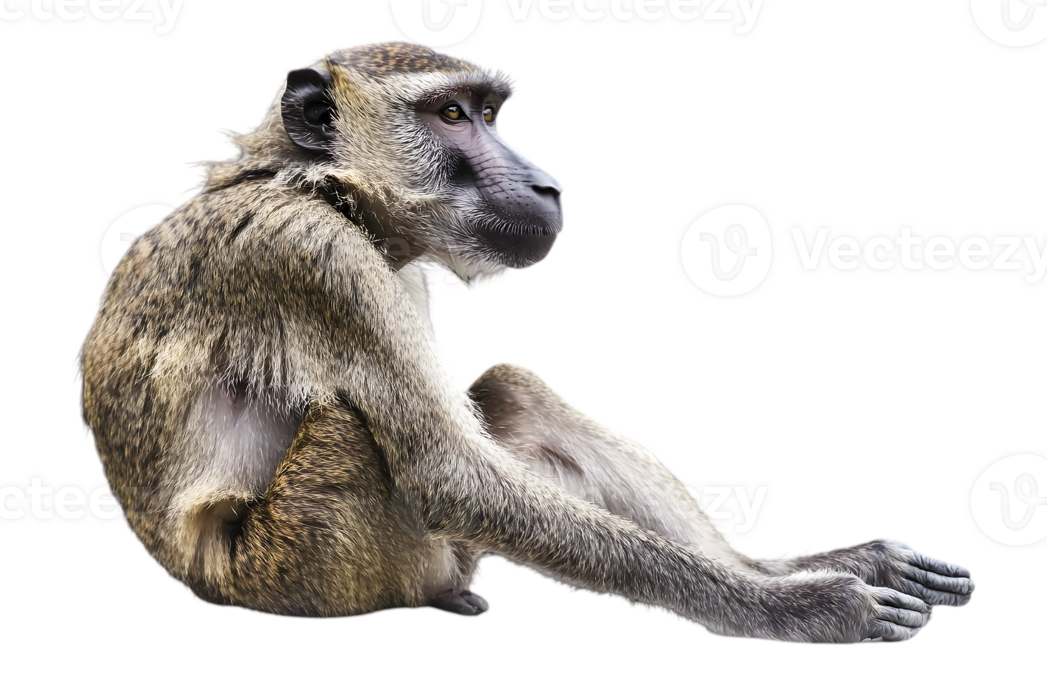 Profile of a Furry Olive Baboon Primate Sitting Isolated on Black Background in Studio Wildlife and Animal Themes with Brown and Beige Color png