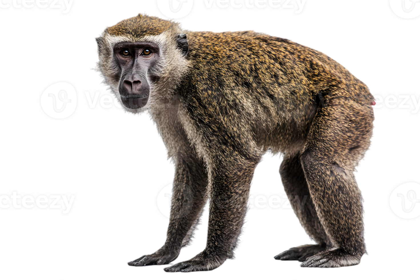Profile View of Gray Monkey on Transparent Background Animal Portrait with Dense Fur and Dark Eyes and Black Background png