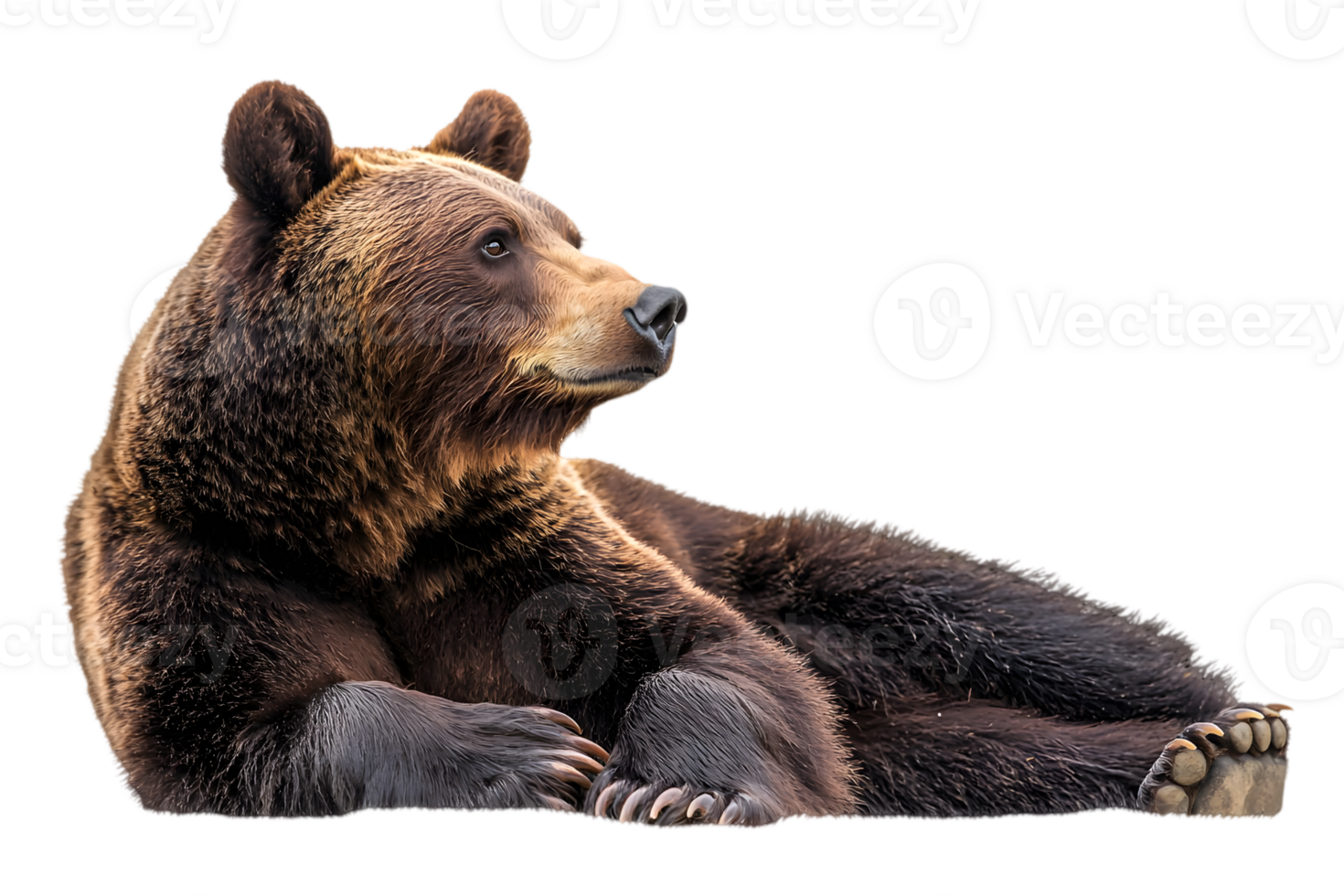 Resting Brown Bear Isolated on Transparent Background in Wildlife Setting with Detailed Fur Texture and Neutral Lighting for Stock Photography png