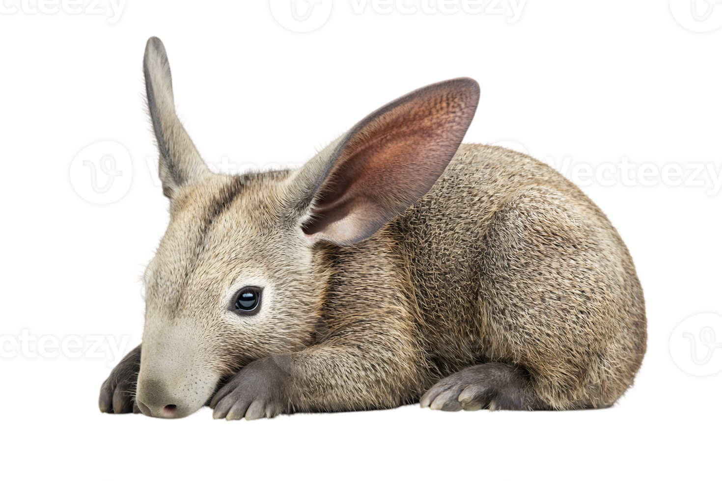 Resting Brown Rabbit Isolated on Transparent Background with Soft Lighting Showing Fur Texture Detail and Gentle Expression Looking Adorable png