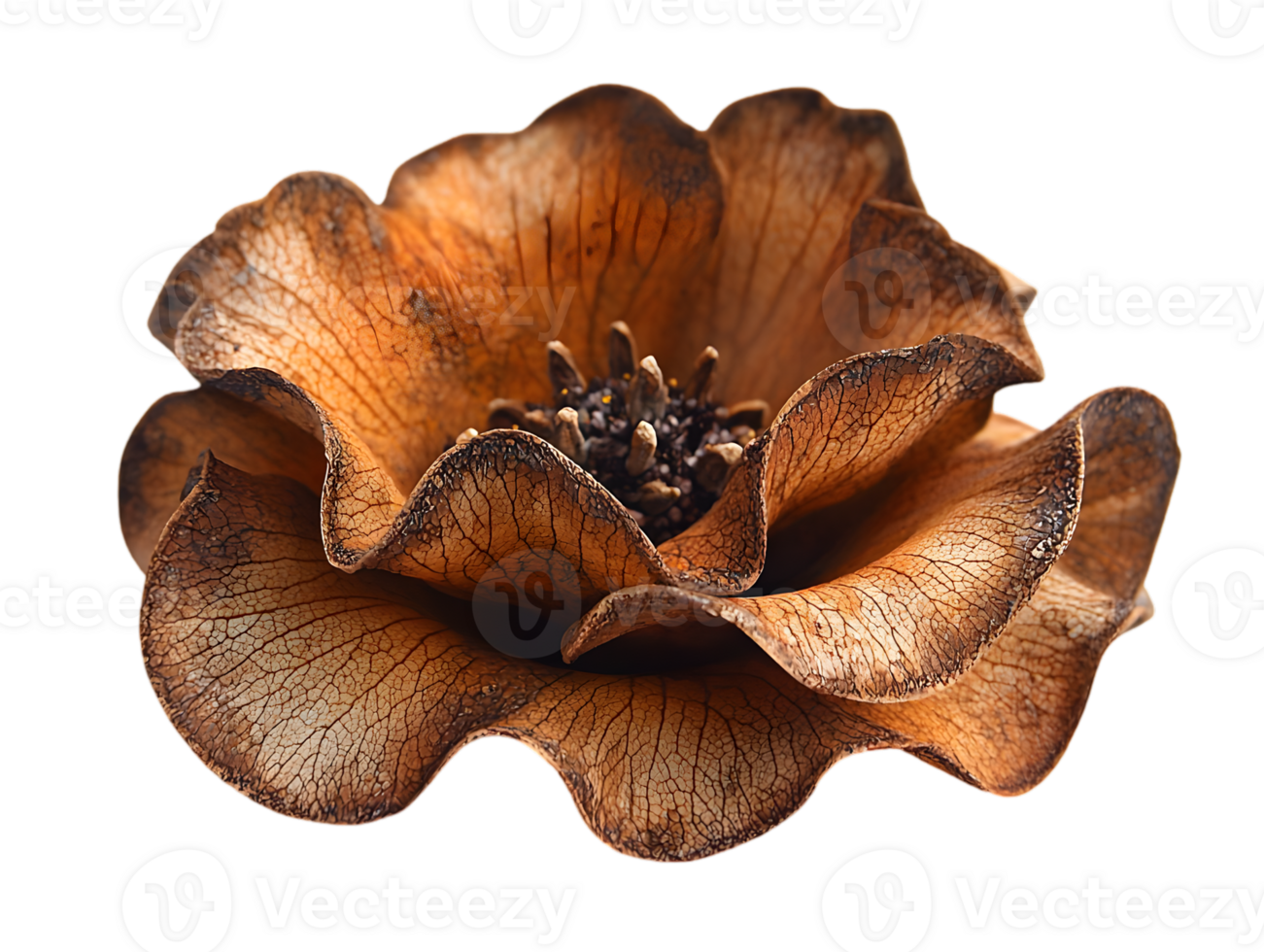 Rustic Floral Bloom in Brown Tones with Detailed Texture on Transparent Background png