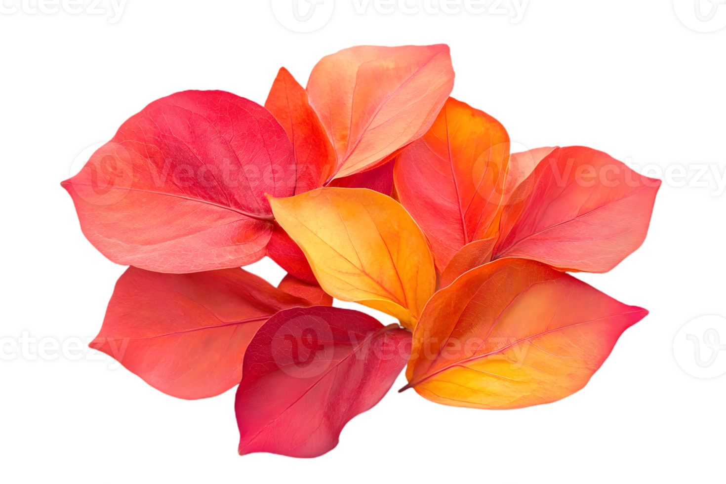 Pile of Vibrant Autumn Leaves with Red Orange and Yellow Tones in a Transparent Isolated Background png