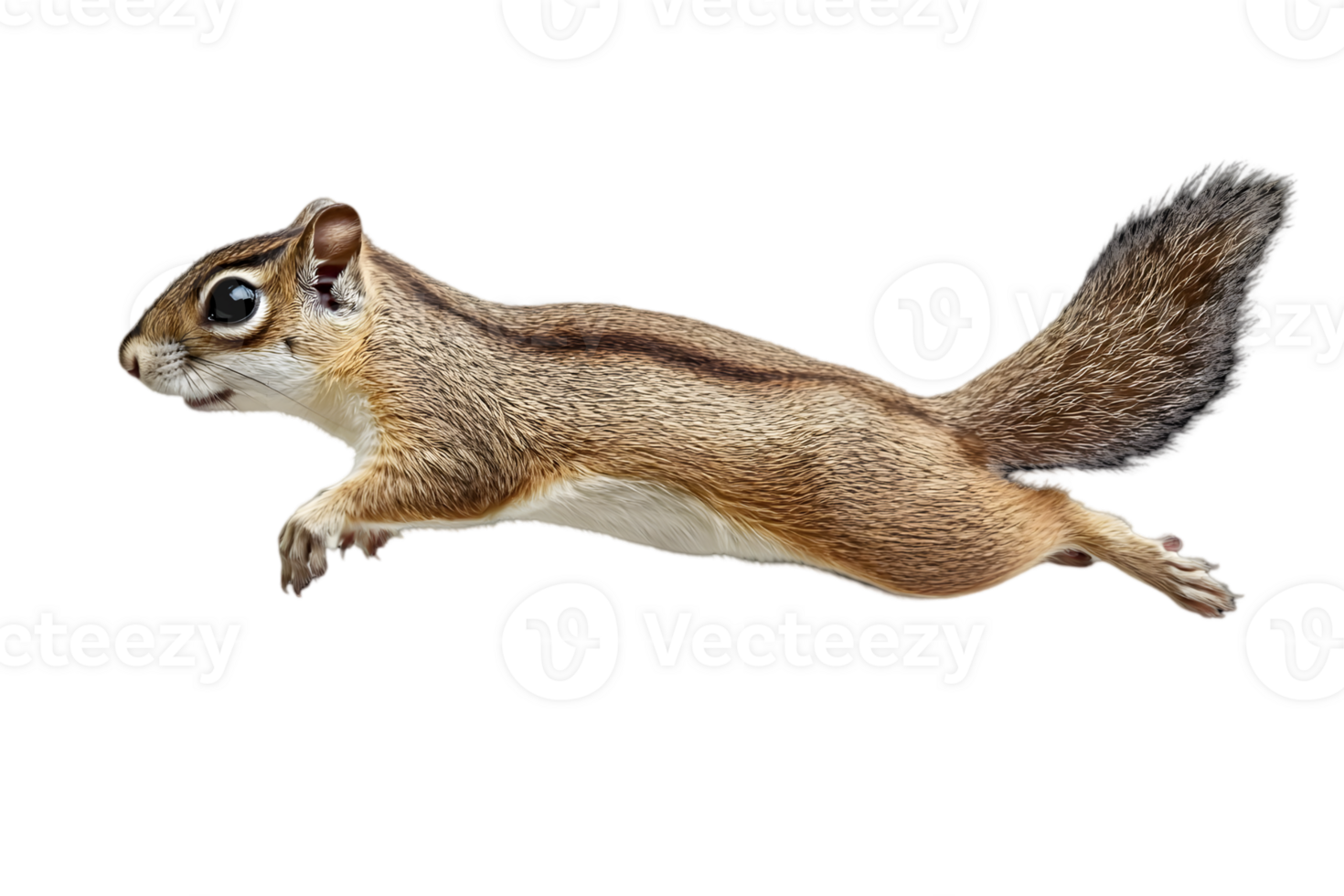 Running Squirrel Cutout Against Black Background Adorable Wild Animal Agile Movement Detailed Fur Texture Expressive Eyes in Horizontal Full Length View png