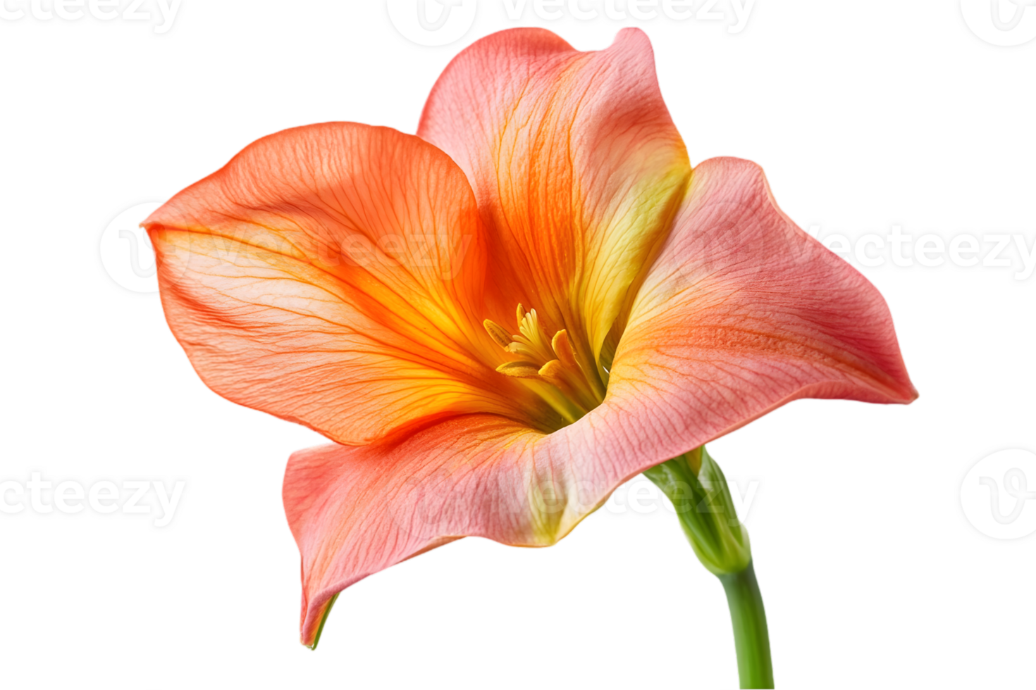Single Orange and Yellow Lily Blossom with Delicate Petals and a Fresh Green Stem on Transparent Background png