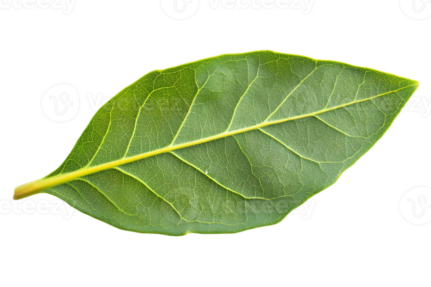 Single Green Leaf with Visible Veins and Light Speckles on Transparent Background a Detailed Botanical Study png